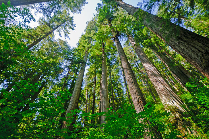 Ancient Redwoods and Sequoia Trees have Incredible Properties.