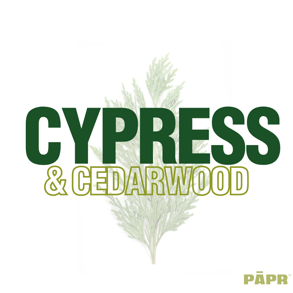 CEDARWOOD AND CYPRESS ESSENTIAL OIL; A PERFECT SCENT FOR THE HOLIDAYS
